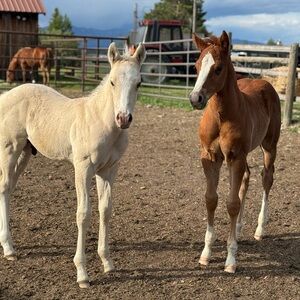 Meet your Posher, Nuggett